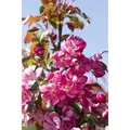 Malus Rudolph Zierapfel Rosa Blüten 80–100 cm