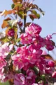Malus 'Rudolph', Zierapfel, rosa Blüten, 80–100 cm