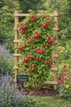 Himbeere Rubus idaeus 'Ottawa' 60–70 cm Herbsthimbeere – winterhart, ertragreiche Beerenpflanze, süße aromatische Früchte für Garten & Kübel