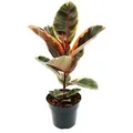 Exotenherz Rotbunter Gummibaum Ficus Elastica Belize 17cm Topf