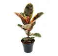 Exotenherz Zimmerpflanze Rotbunter Gummibaum - Ficus elastica "Belize" - 17cm Topf
