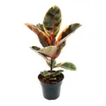 Exotenherz - Rotbunter Gummibaum - Ficus elastica "Belize" - 17cm Topf
