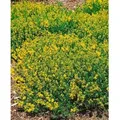 Genista Tinctoria Färberginster Plena 20-30 cm