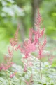 Pflanzen für Dich Staude Astilbe glaberrima Sprite, 1 St., Astilbe, Prachtspiere
