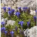 Sommerenzian - Gentiana septemfida