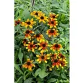 Rudbeckia Triloba Prairie Glow Dreilappiger Sonnenhut Ca. 11x11 cm Topf