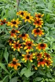 Pflanzen für Dich Staude Rudbeckia tril. Prairie Glow, 1 St., Dreilappiger Sonnenhut, Prärie-Sonnenhut