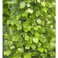 Gelbe Säulen Buche 80-100cm - Fagus sylvatica