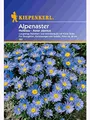 Aster alpinus Alpenaster hellblau