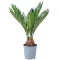 Palmfarn 6+ Wedel - pflegeleichte Zimmerpflanze, Cycas revoluta - Höhe ca. 25 cm, Topf-Ø 12 cm