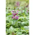 Lamium Maculatum Chequers Gefleckte Taubnessel Rosa Ca. 9x9 cm Topf
