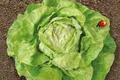 Stk - 40x Kopfsalat Maikönig EKO - Salat Samen Gemüse KS520 - Seeds & Plants Shop by Ipsa