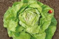 40x Kopfsalat Maikönig EKO -  Salat Samen Gemüse KS520