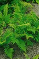Pflanzen für Dich Gräser Athyrium filix-femina Rotstiel, 1 St., Frauenfarn, rote Stiele, filigranes Laub