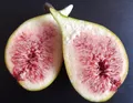 Perretta®, winterfeste Feige, Ficus carica, 40-60cm im Topf