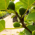 Perretta®, winterfeste Feige, Ficus carica, ca. 60cm im Topf