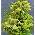 Zypresse Sunny Kiss 20-30cm - Chamaecyparis,awsoniana