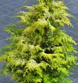 Zypresse Sunny Kiss 20-30cm - Chamaecyparis lawsoniana