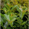 Kirschlorbeer Bonaparte 60-80cm - Prunus,aurocerasus