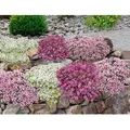 BALDUR Garten 9er Bodendecker-Set Thymian, Pflanzen im 9x9 cm-Topf, locken Bienen und Insekten an, intensiver angenehmer Duft, winterhart, trockenh...