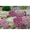 BALDUR Garten Bodendecker 9er Bodendecker-Set Thymian, 9 St., Bodendecker-thymian, winterhart, duftend, bienenfreundlich