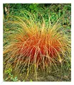 BALDUR Garten Carex 'Bronze Reflection' Segge winterharte Staude, 3 Pflanzen Ziergräser, Schmuckgras, mehrjährig, pflegeleicht, Wasserbedarf gering, Carex comans