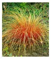 Carex 'Bronze Reflection' Segge winterhart, 3 Pflanzen Ziergräser