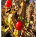 Goji Big Lifeberry 60 - 80 cm Lycium barbarum