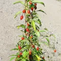 Goji Sorte Big Lifeberry ® große Früchte sehr gesund 60-80 cm im 3 Liter Topf