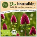 Little Plants BIO Inkarnatklee Samen Inkarnatkleesamen 1200 Blumensamen Samenfest für Blumengarten Blumen Samen für Balkon, Hochbeet und Garten