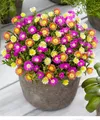 BALDUR Garten 3er Winterharte Eisblumen Summer Mix, Pflanzen im 9x9 cm-Topf, Delosperma congesta, Bodendecker, winterharte Staude, trockenresistent, mehrjährig, bienenfreundlich, pflegeleicht