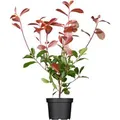 Photinia Fraseri Red Robin Glanzmispel Rot 60–80 cm