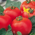 Tomaten Diplom F1 Hybride Samen – Hohe Erträge und Robustheit für Ihren Garten