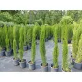 1x Mittelmeerzypresse 180 cm Säulen Toskana Zypressen Zypresse Cupressus Sempervirens