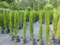 gruenwaren jakubik 1x Mittelmeerzypresse 180 cm Säulen Toskana Zypressen Zypresse Cupressus Sempervirens