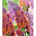 BALDUR Garten 1x Buddleia Sommerflieder Flower Power, Pflanze im 9x9 cm-Topf, Buddleja Hybride, winterharter Schmetterlingsflieder, Schmetterlingss...