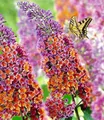BALDUR Garten 1x Buddleia Sommerflieder Flower Power, Pflanze im 9x9 cm-Topf, Buddleja Hybride, winterharter Schmetterlingsflieder, Schmetterlingsstrauch, Zierstrauch, blühend, Buddleja weyeriana