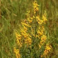 Deutscher Ginster 30-40cm - Genista germanica - lebende Gartenpflanze aus den Baumschulen