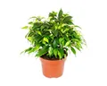 Exotenherz Zimmerpflanze Buschige Birkenfeige - Ficus benjamini "Kinky Green" - 12cm Topf
