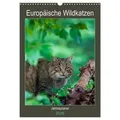 Europäische Wildkatzen - Jahresplaner (Wandkalender 2026 DIN A3 hoch) CALVENDO Monatskalender von Janita Webeler/ Calvendo / Calvendo / Kalender