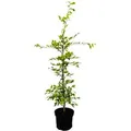 Carpinus betulus 60-100 cm 3 Liter Topf