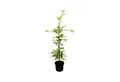 Pflanzen für Dich Baum Carpinus betulus, 1 St., Hainbuche, Weißbuche, dicht verzweigt, schnittverträglich