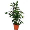 Exotenherz Ficus Benjamini Danielle Birkenfeige 14cm