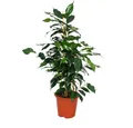 Exotenherz Zimmerpflanze Ficus benjamini "Danielle", Birkenfeige 14cm