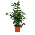 Exotenherz - Ficus benjamini "Danielle", Birkenfeige 14cm