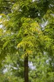 Pflanzen für Dich Baum Gleditsia triac. Sunburst, 1 St., Gold-Gleditschie, Gold-Trompetenbaum, Honigdorn, goldgelb, dornenlos