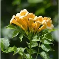 Gelbe Klettertrompete 40-60cm - Campsis radicans