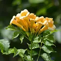 Gelbe Klettertrompete 40-60cm - Campsis radicans - lebende Gartenpflanze aus den Baumschulen