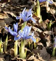 Winteriris Alida - Iris reticulata