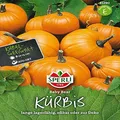 Kürbis Baby Bear - Sperli